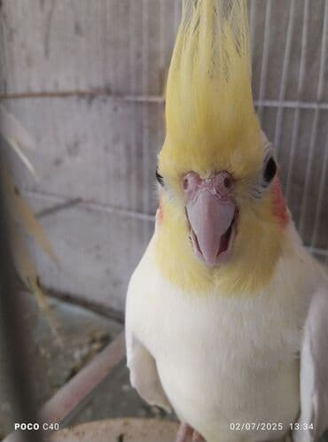 hələb kecilərin qiyməti: Korella Karella tutuqusu papuqay sevgi quşu nerazlucnik valnist 14 — 13