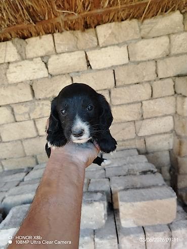 ucuz itlerin satisi: 1 ay, Dişi, Cütləşmə üçün, Ünvandan götürmə — 1