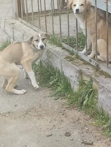 heleb kecisi satilir: 5 ay, Dişi, Ünvandan götürmə — 2