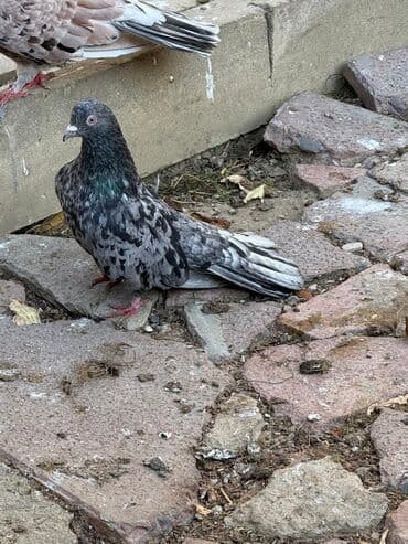 Təmiz Qan Ebreşder 50 quşdu. Vaksinləri vurulub. quşdar Bakıda Nesimi