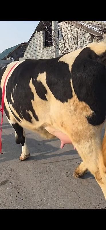 Бараны, овцы: Südlük inək buzovla birlikdə - Cins: Holşteyn tipli, ağ-qara rəngli - — 2