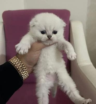 dovşan balası: Şotland yastı qulaq — 1