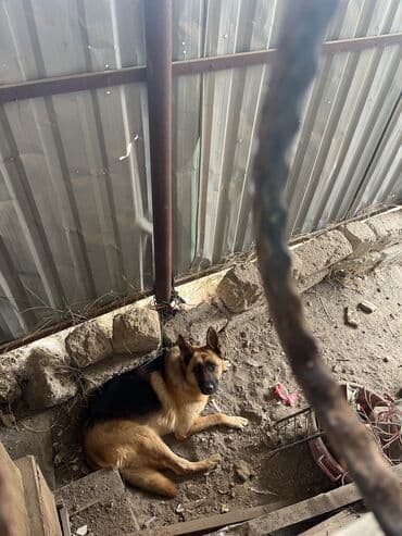 немецкие овчарки щенки купить: Немецкая овчарка, 1 год, Самка — 5