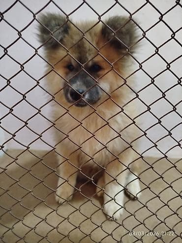 cuce dermanlari: Akita-inu, 3 ay, Dişi, Peyvəndli — 5