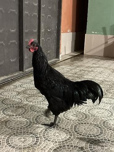 lalafo.az atlar: Qara rəngli xoruz Avstralop - Tamamilə qara lələk örtüyü, parlaq və — 2