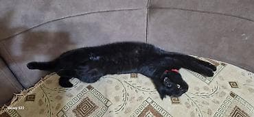 sahibləndirmə: Yaxşı əllərə — 3