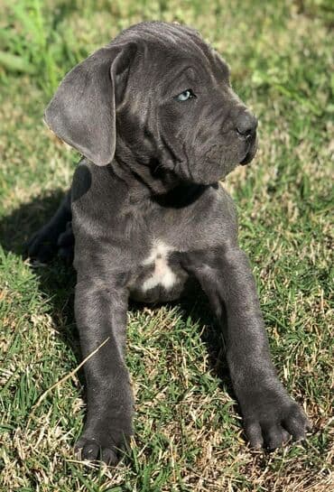 кане корсо цена: Kane-Korso, 2 ay, Ünvandan götürmə — 13