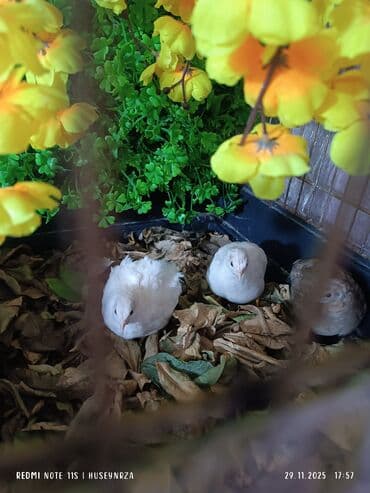 pişik balası verirem: 1 erkek 2 dişi çin bildirçinləri satılır yumurtayan quşlardı qiymet 3 — 1