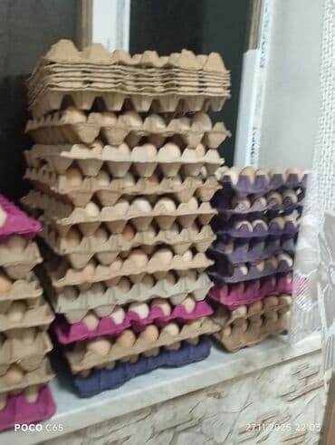 quru sud: Təbii toyuq yumurtası - Ölçü: orta-böyük (şəkillərdə əllə ölçü — 5