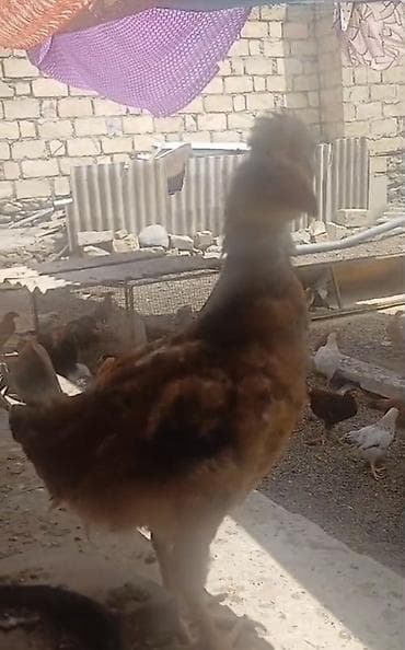 Məhsul: Yerli Kend Cuceler 70 gunluk.Cox say alana endirim edecem
