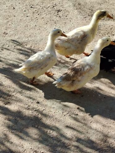 ördək neçə günə bala çıxarır: Sadəcə ağlar ördəkkər satılır 6 aylıqdır — 1