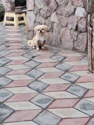 i̇tlər pekines: Pekines — 2