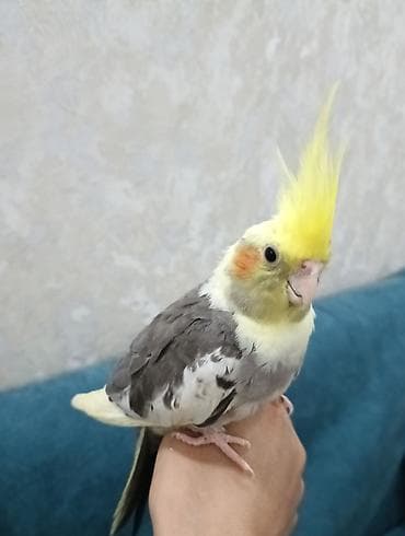 quş: Ələ öyrəşmiş tam sağlam,3 aylıq baladır — 1