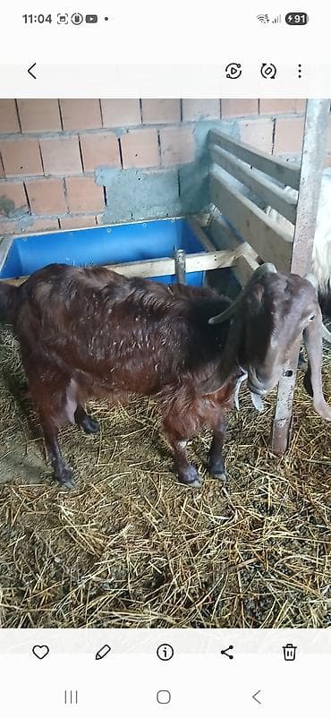 heyvan satisi: Təktəkde satlır cudə istiyan bu nomene əlaqə saxlasın 0506354123 — 8