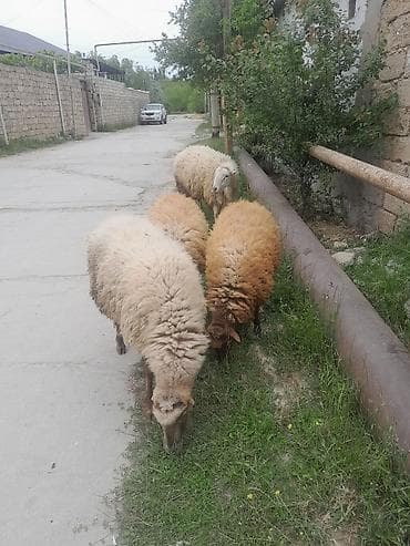 inek sekilleri: Məhsul: Qoyun sürüsü Təsvir: - Şəkildə 5 baş qoyun görünür. Ağ və — 1
