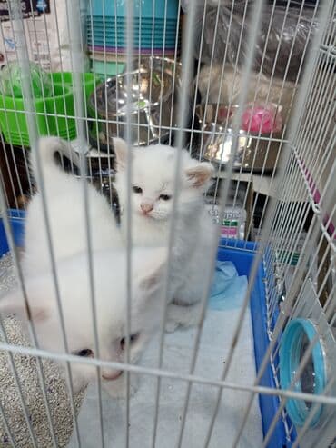 Птицы: Ağ rəngli bala pişiklər Turk Anqoru qrupundan iki ədəd,biri 100 — 5