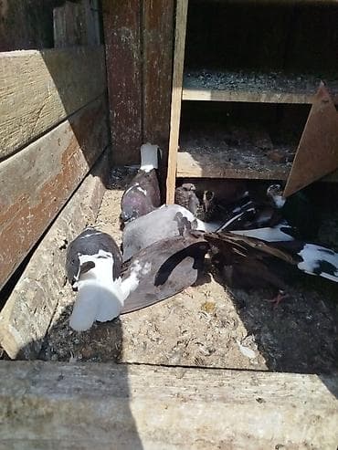 quşlar goyərcin: Məhsul: Ev göyərçinləri (qrup şəklində) Təsvir: - Şəkillərdəki — 3
