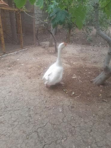 golden goose: Salam 2 əddədi biri 30 manata — 4