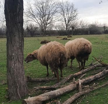 Akvariumlar: Şişək satılır bala verməyib — 3