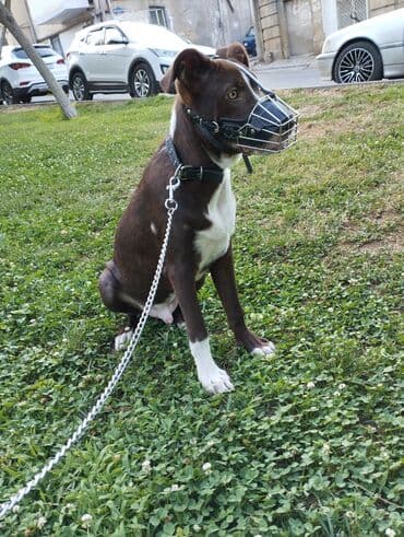 gözəl it adları: Pitbul, 6 ay, Erkek, Peyvəndli, Ünvandan götürmə — 7