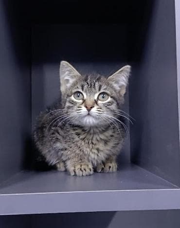 Tabbi, Dişi, Yaxşı əllərə