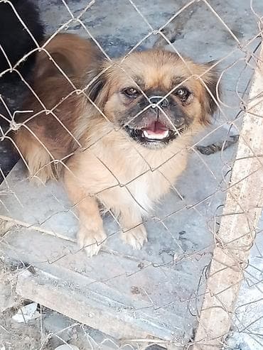 ev iti type 1: Pekines, Dişi — 2