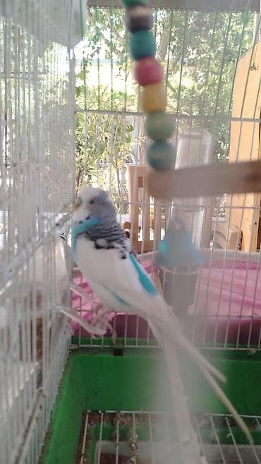 at satilir: Satilir karela 6 dene baladi 2 dene boyuk du biri 16 manatdan satilir — 3