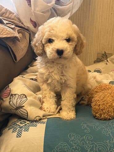 alabay iti satisi: Pudel, 2 ay, Erkek, Peyvəndli, Ödənişli çatdırılma — 2