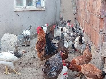 Toyuq, Damazlıq, Ünvandan götürmə — 7