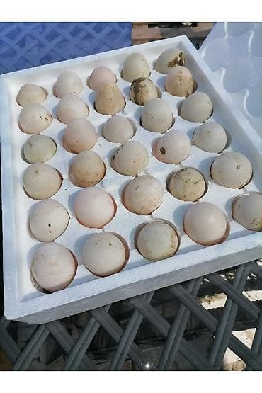 Məhsul: Pekin Ördək yumurtası (inkubasiya üçün) Təsvir: - Ağ rəngli