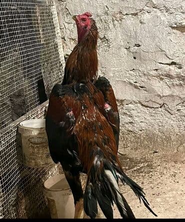 sibrayt xoruz: Xoruz, Heyratı, il: 1, Ünvandan götürmə — 1