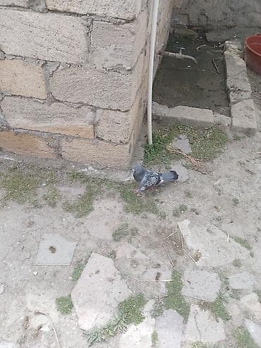 Boz rəngli göyərçin - Növ: ev göyərçini (boz/göy çalarlarında) - — 5