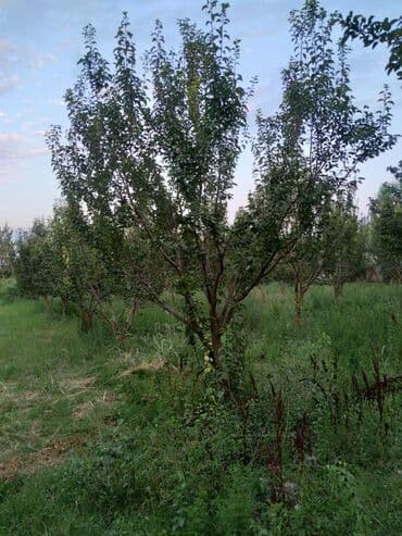 недвижимость в баку купить: 95 соток, Для бизнеса, Собственник, Купчая — 1