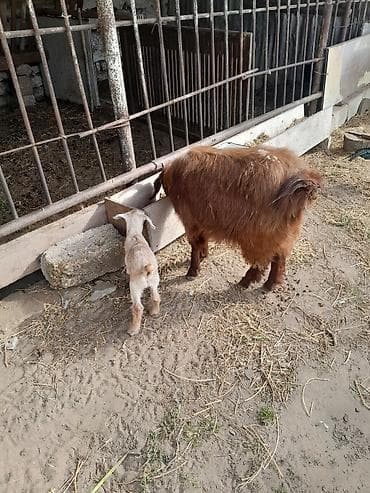 Dişi, il: 1, 40 kq, Ətlik, Südlük, Ünvandan götürmə — 8