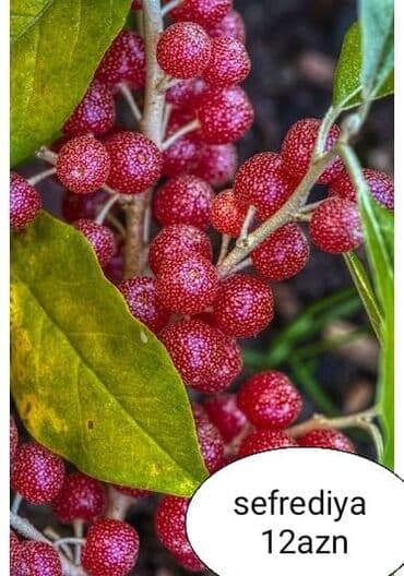 bitki dərmanları satışı: Килемейве. Тинклери. Сатылыр. Чатдырыма. Вар. Вотсапп — 6