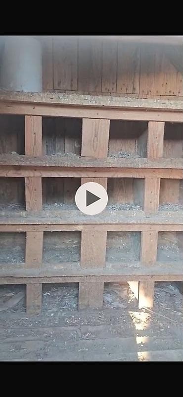 heyvan yuvasi: Taxta göyərçinxana/süni quşxana - Material: taxta karkas, xaricdən — 2
