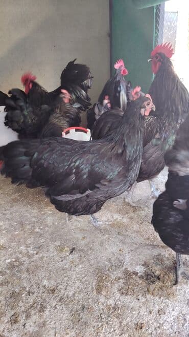 toyuq yuvası: Toyuq, Australorp, Yumurtalıq, Ünvandan götürmə — 1