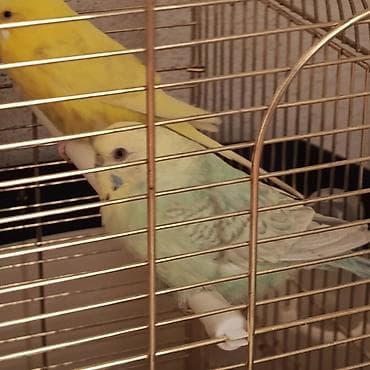 heşterxan quşu: Satılır qəfəs ilə birlikdə 70 mamata tək quslar 30 manata tek qəfəs 40 — 7