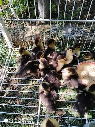 Lal və macar ördək balaları satılır.15 günlük ördəklərdir.Ünvan lalafo.az -da Lal və macar ördək balaları satılır.15 günlük ördəklərdir.Ünvan