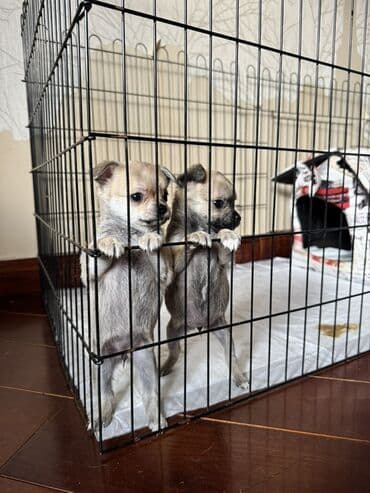 Mercedes-Benz: Çixuahua — 2