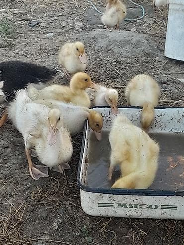 ordek satisi: 20 günlüy kuban ördeyleri satılır 4 manata ünvan yeni güneşli — 1