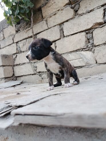 pitbul itlər: Питбуль, 1 месяц, Самец — 10