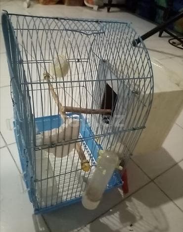 ucuz danalar: Quş qəfəsi – aksesuarlarla komplekt - Forma: yarımdairə damlı metal — 3