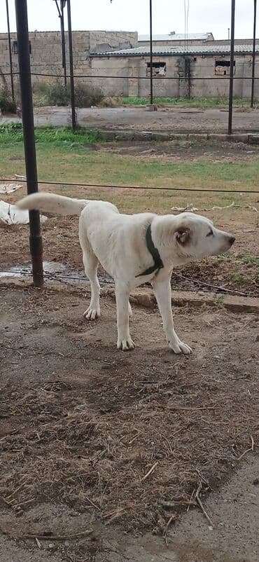 it davası: Alabay, 10 ay, Erkek, Peyvəndli, Pulsuz çatdırılma — 6