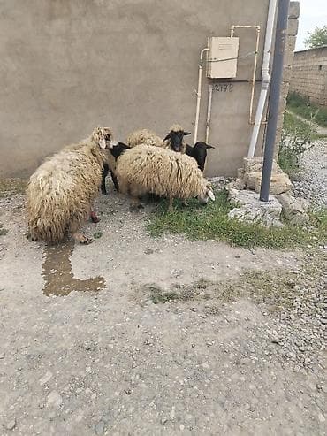 Salam cins qoyunardi ikisi balalidi biri bogazdi reyal alan zey vura