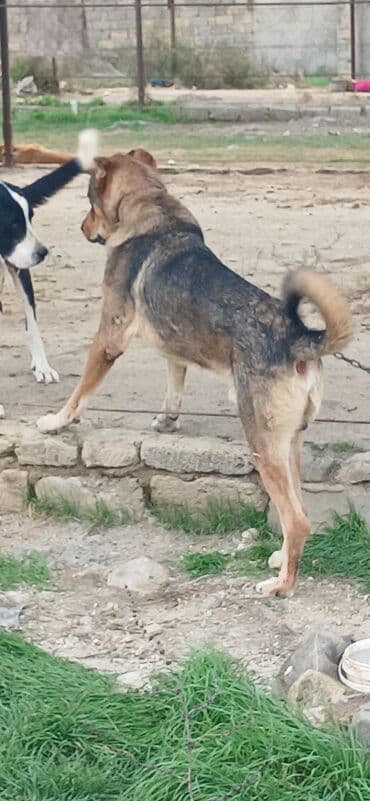 отдам в хорошие руки маленькую собачку: Qurdbasar, 2 il, Erkek, Peyvəndli, Pulsuz çatdırılma — 15