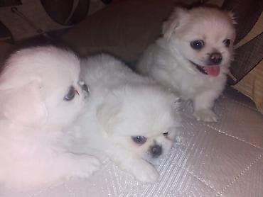 inek bala: Pekines, 1 ay, Dişi, Peyvəndli — 2