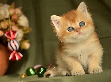 erkek pişik: Britan — 2