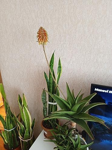 gil qab: Aloe və Sansevieria (Qayın dili) otaq bitkiləri – bir yerdə - Aloe — 2