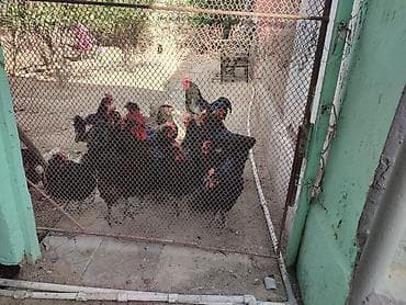 quş adları: Salam akeykum avstralorp yumurtaları satılır təmiz qandi.istiyen olsa — 4